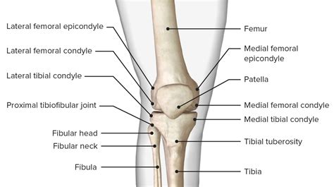 Knee Joint Anatomy Concise Medical Knowledge