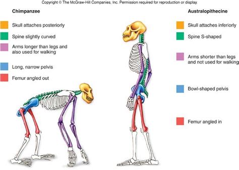 Bipedal Stance Skull Shape Human Evolution Evolution