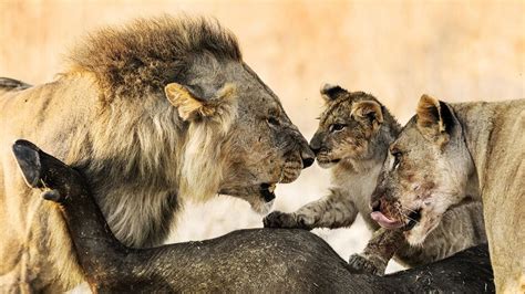 Lion Kingdom National Geographic Channel International