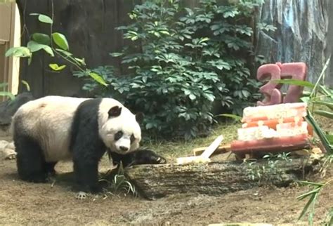 Worlds Oldest Panda Celebrates 37th Birthday With Special Bamboo Cake