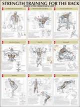Muscles And Exercises Images
