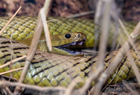 Inland Taipan In 2021 Inland Taipan Snake Animals