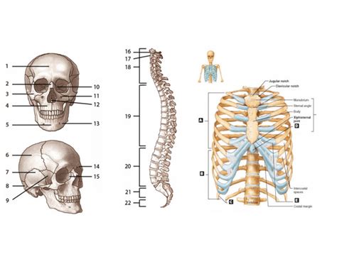 Axial Skeleton Quizzes
