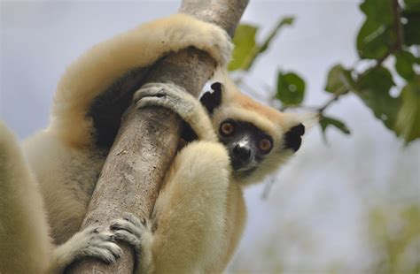 Giant Extinct Lemurs Cause Plant Orphans California Academy Of Sciences