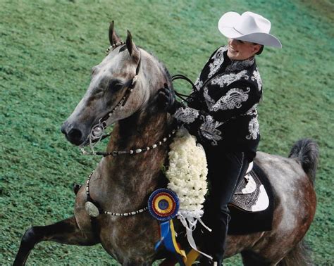 Wcc Winsdown Edgecliffamerican Saddlebred Saddlebred American