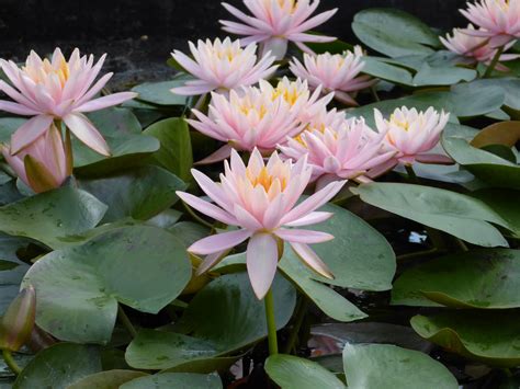 Nymphaea Water Lilies Plants And Garden