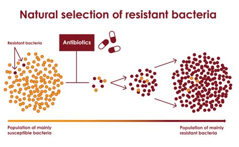 Mutations And Selection Antibiotic Resistance React