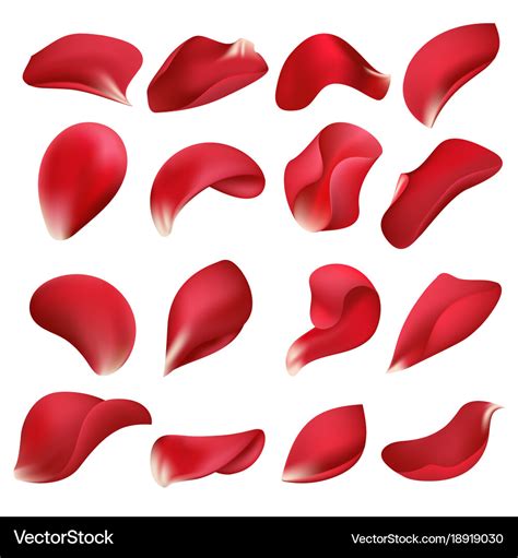 Realistic Red Rose Flower Petals Isolated On White