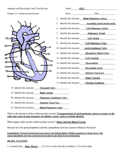 The Cardiovascular System Worksheet Answer