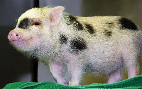 Black And White Pot Belly Pig Ph