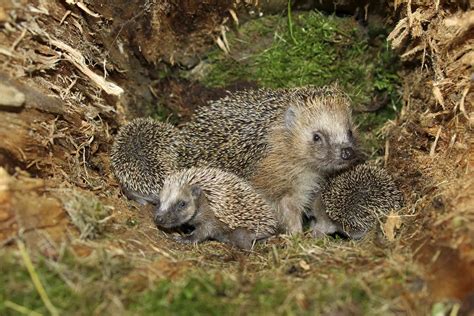 10 Fun Facts About Hedgehogs