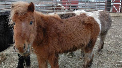32 Miniature Horses Rescued From Small Farm In West Boylston