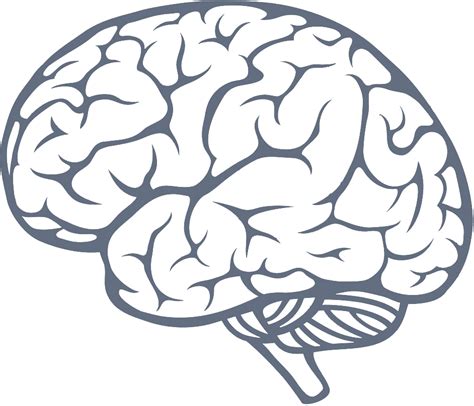 Brain Icon Transparent Brain PNG Images Vector FreeIconsPNG