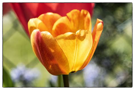 Tulipano Foto % Immagini| piante, fiori e funghi, macro e close up ...