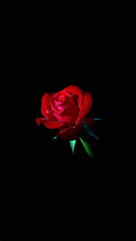 Red Rose Dark Flower Nature Android Wallpaper Android Hd Wallpapers