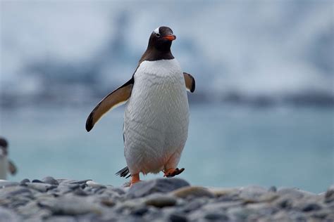 Adopt A Gentoo Penguin Symbolic Adoptions From Wwf