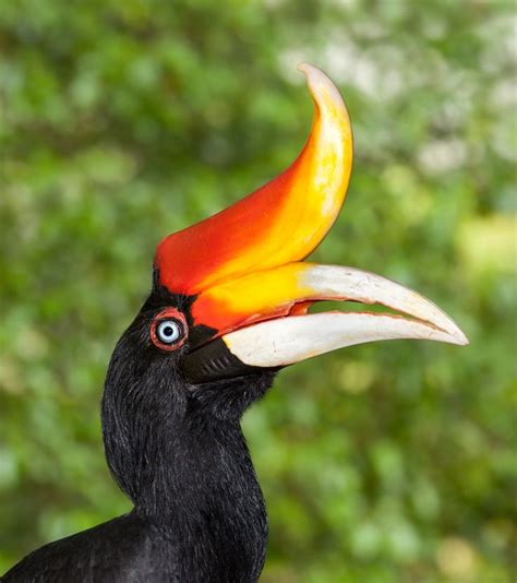 15 Birds With Unbelievable Beaks Com Imagens Pássaros Estranhos Top 15