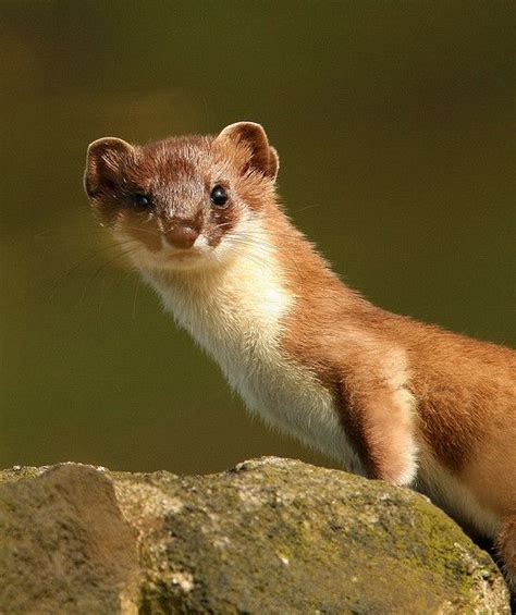 26 Best Images About Stoat Mustela Erminea Stoats Also Known As