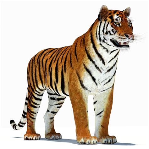 Amur Tiger 3d Model