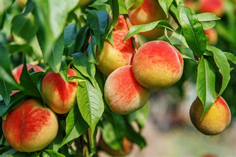 Peach Tree Care How To Grow And Harvest Peach Trees