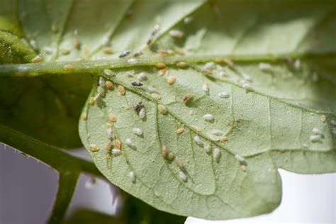 Diseases, insects, weeds and other pests annually cause substantial losses in the yield and quality of vegetables produced in canada. Tomato potato psyllid (TPP) | Agriculture and Food
