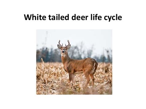 White Tailed Deer Life Cycle
