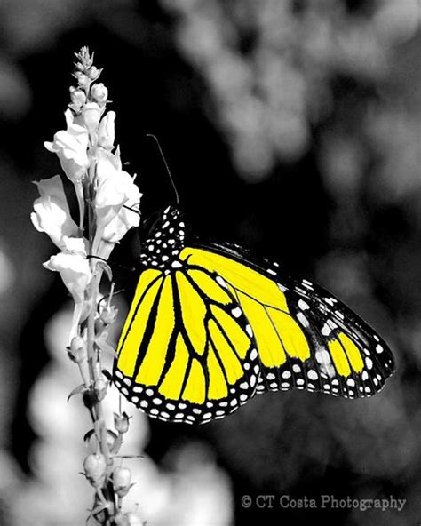 Items Similar To Yellow Butterfly Fine Art Print