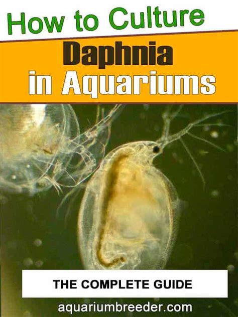 How To Culture Daphnia In Aquariums Shrimp And Snail Breeder