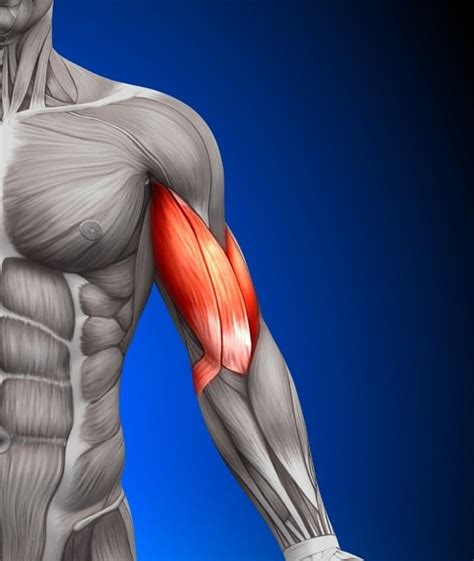 Upper Arm Pain Bicep Tendonitis Specialist In Dallas