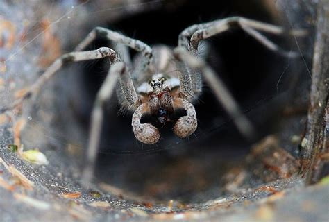 Toxic And Feared 7 Facts About The Sydney Funnel Web Spider