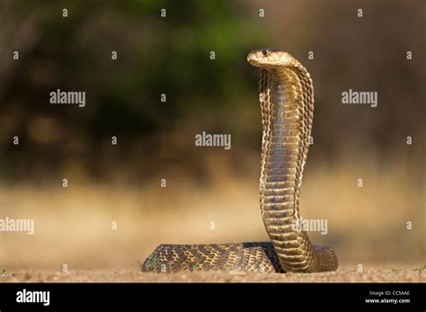 A Snouted Cobra Rising To Strike Stock Photo Alamy