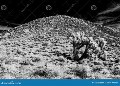 Monochrome Infrared Desert With Joshua Tree On Hillside Black Sky Stock
