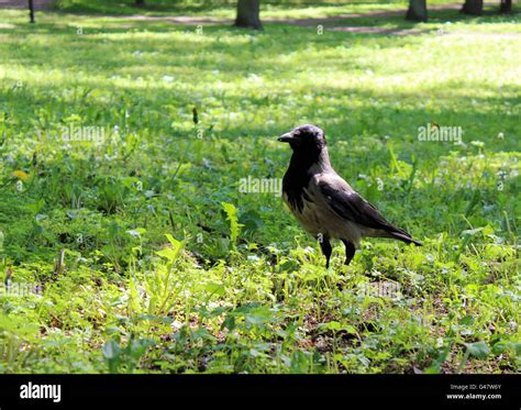 Crow Corvus Cornix In The Grass Stock Photo Alamy