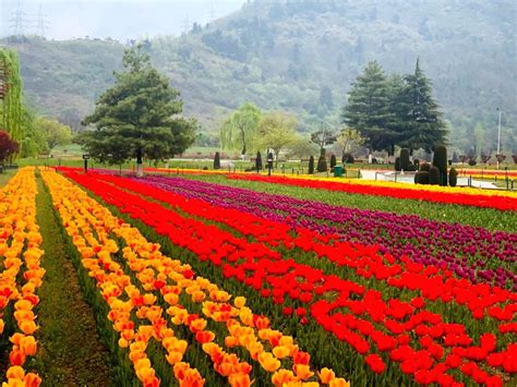 Asias Largest Tulip Garden Adds Magical Colours To Kashmirs Landscape
