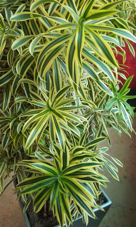 Tropical House Plants Identify Tropical Large Leaf House Plants