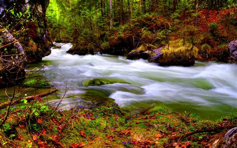Stream In Autumn Forest Hd Wallpaper Background Image 1920x1200