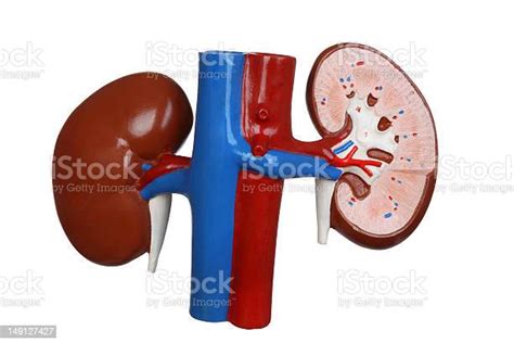 Demonstration Model Of Anatomy Of Human Kidneys Stock Photo Download