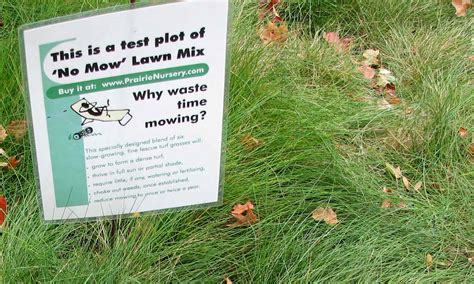Lawn Alternatives Our Habitat Garden