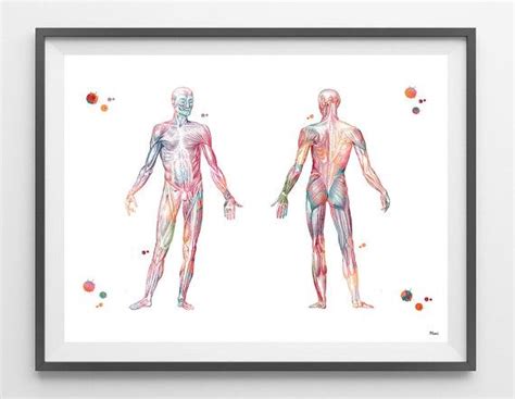 Muscular System Watercolor Print Anatomy Art Human Muscles Etsy