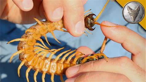 86 awesome how to care for centipede bite insectza