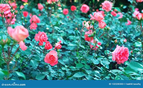 Pink Rose In The Garden Beautiful Flower Stock Image Image Of