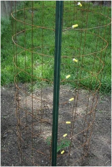 My Gardening Adventures How I Built The Best Tomato Cages Ever