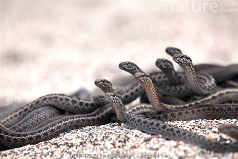 Stock Photo Of Galapagos Racer Snakes Pseudalsophis Biserialis Group