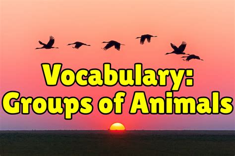 Top 103 Terms For Groups Of Animals