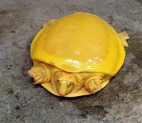 Rare Albino Turtle That Looks Like Melted Cheese Has Gone Viral Daily Viral