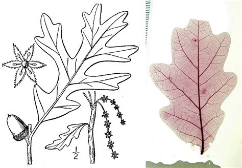 Angiosperm Leaf Architecture Digital Atlas Of Ancient Life
