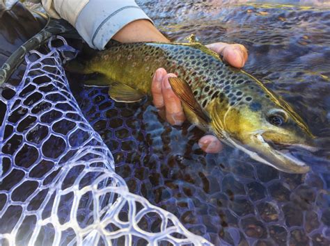 Beginners Guide To Trout Fly Fishing In Colorado Allorado
