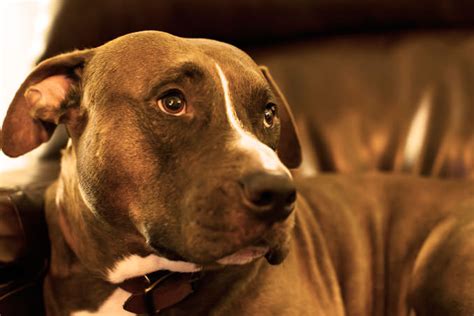 Giving This To Your Pitbull Daily Could Help Alleviate Painful Skin