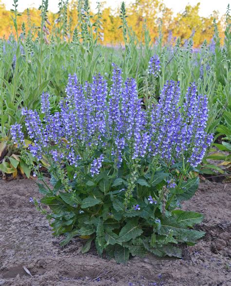Color Spires Azure Snow Salvia Plant Addicts