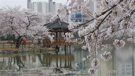Partial Understanding: Cherry Blossom Season in South Korea